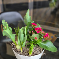 Spring Dish Garden