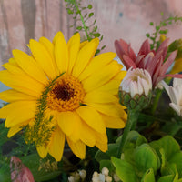 Morning Meadow