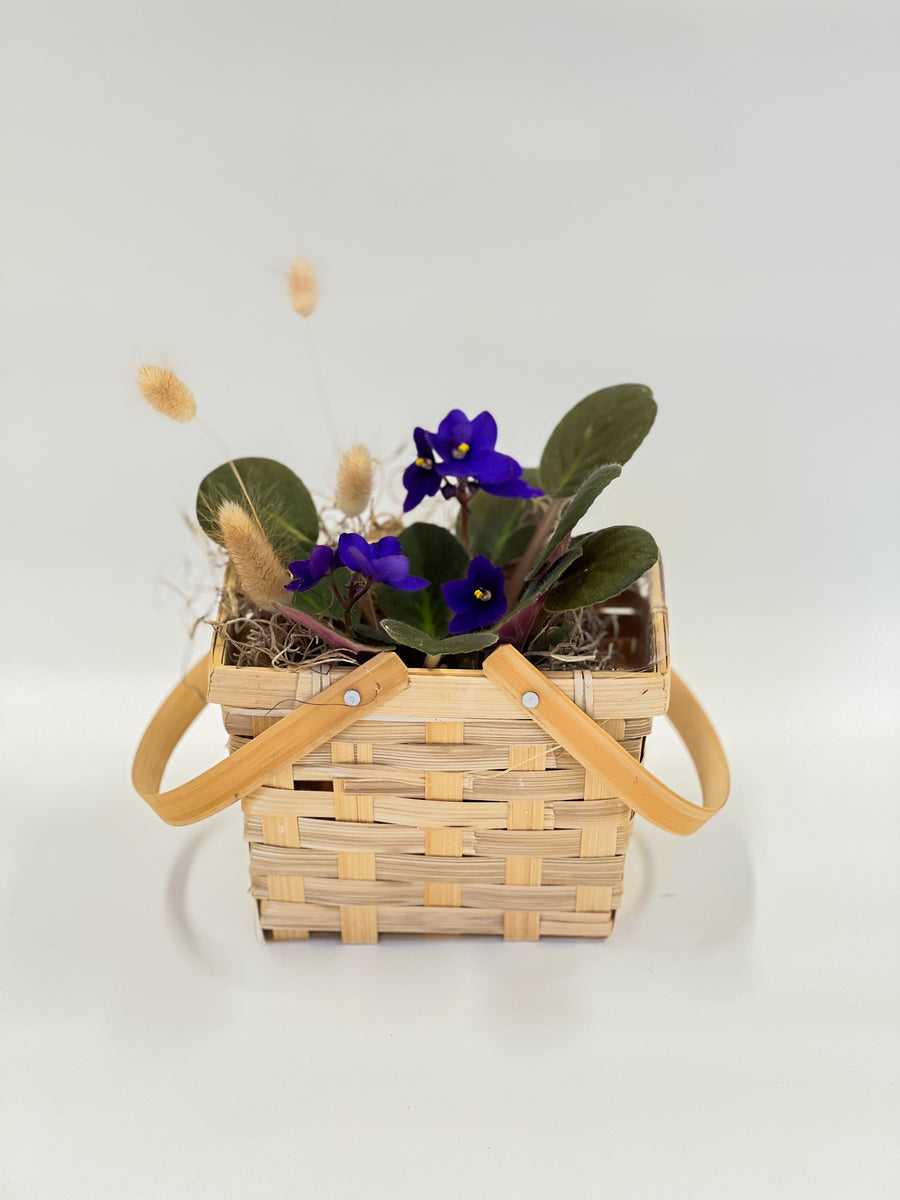 African Violet In a Basket