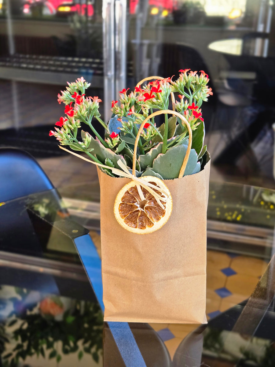 Kalanchoe Candy Cane