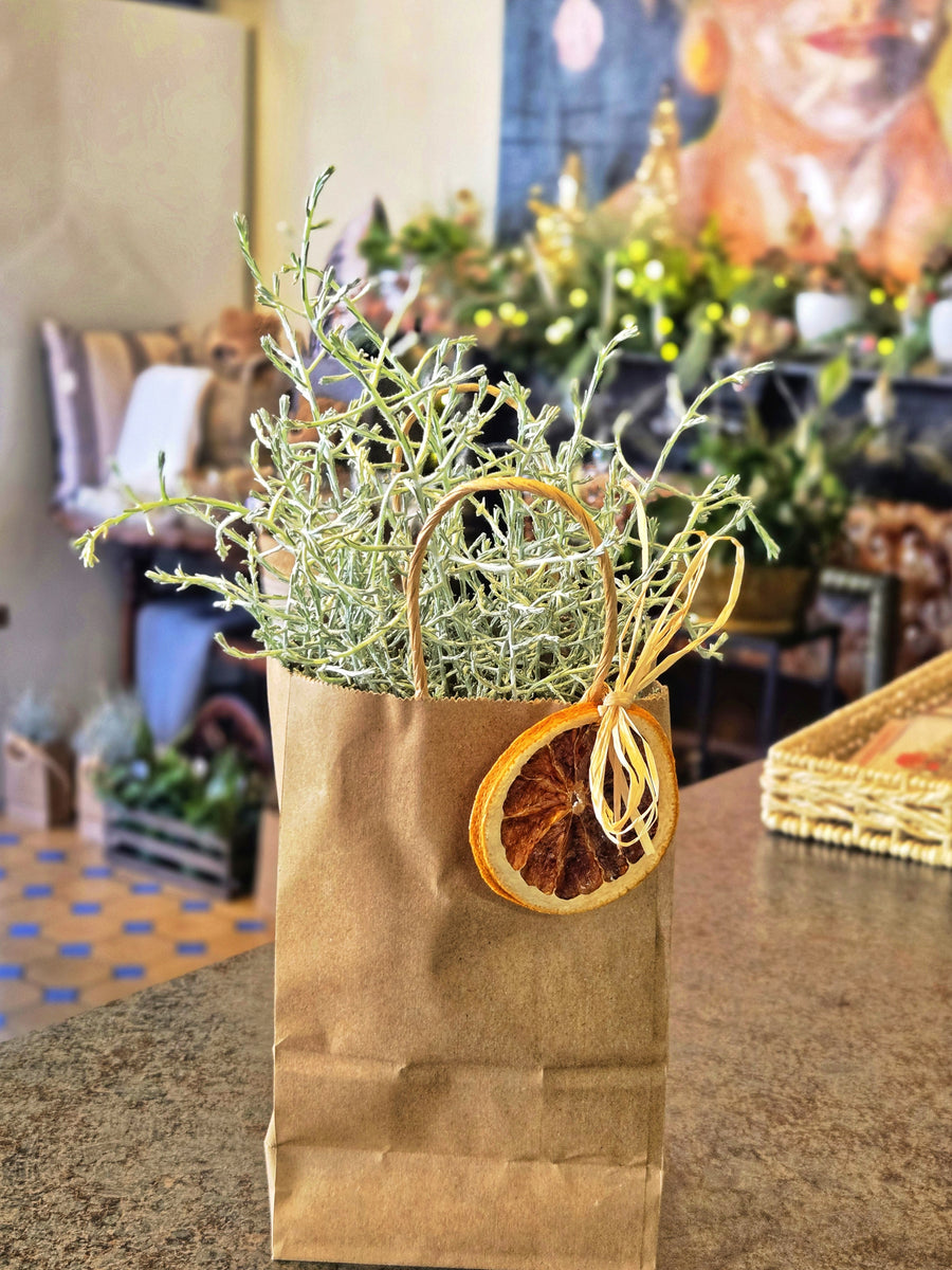 Silver Sand (Calocephalus) Plant