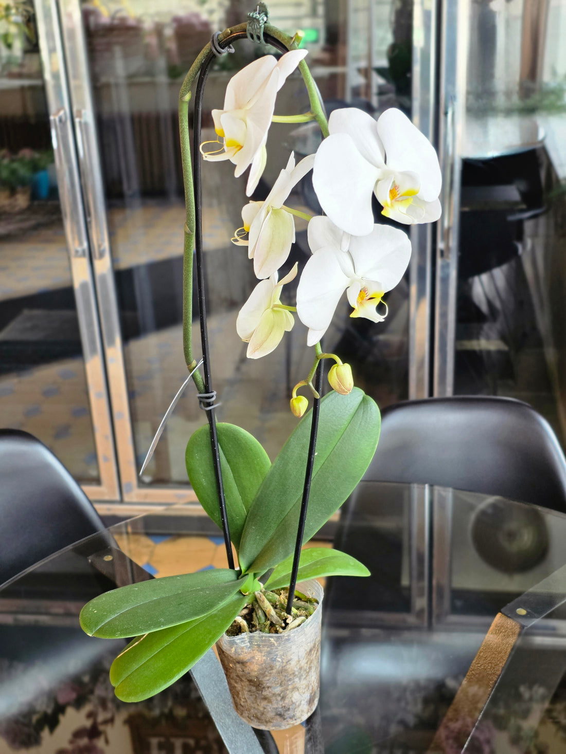 Orchid Plant