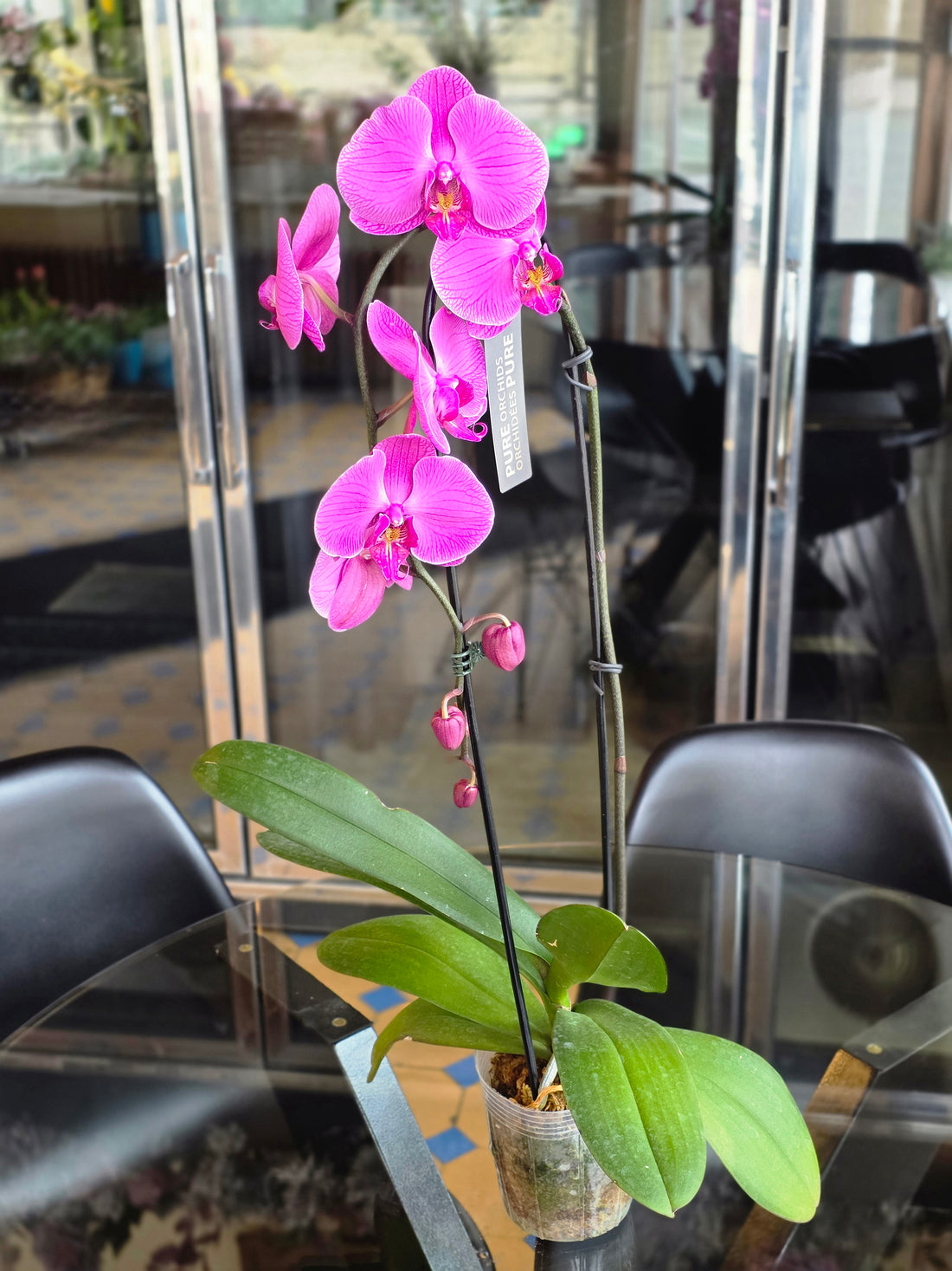 Orchid Plant