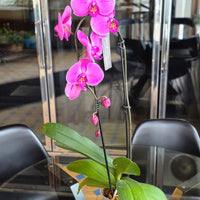 Orchid Plant